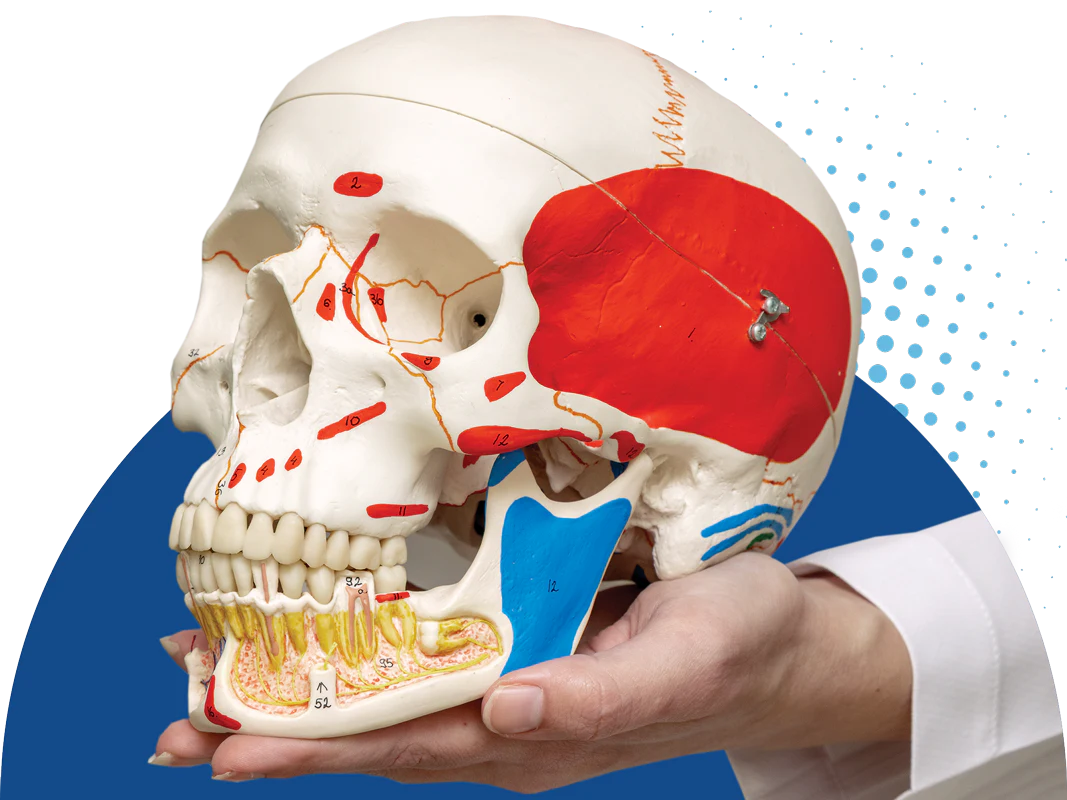 Trigeminal Nerve Repair & Surgery in the Carolinas Trigeminal Nerve Repair & Surgery in the Carolinas