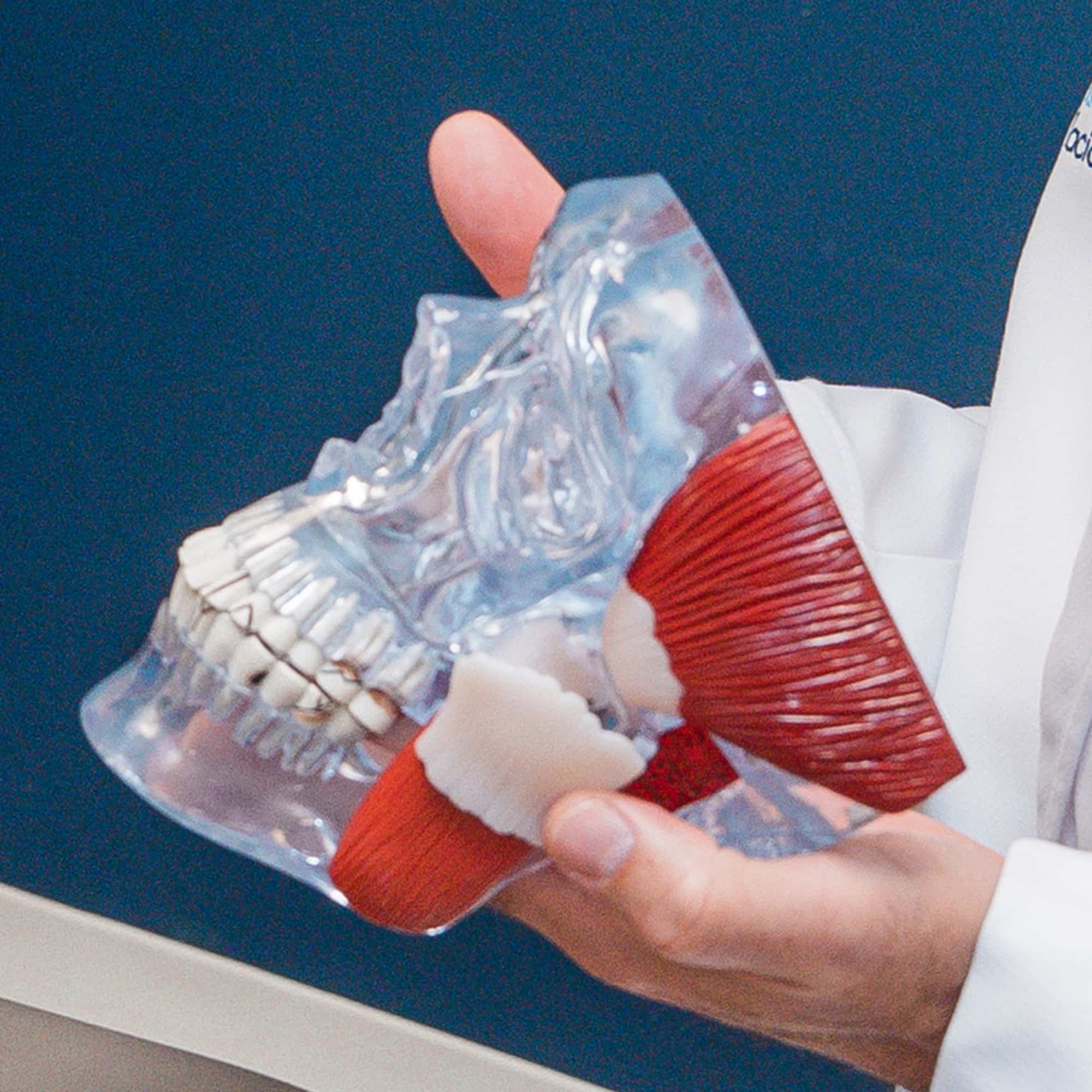 A person in a white coat is holding a transparent anatomical jaw model with red muscles and visible teeth against a blue background.