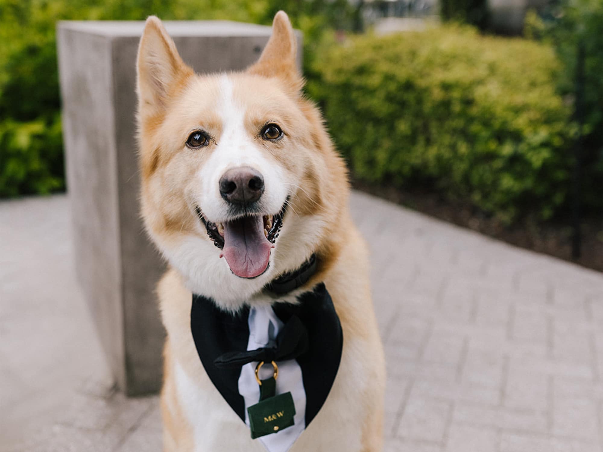 A dog with white and tan fur wears a tuxedo bandana, standing outdoors on a paved path with greenery in the background.