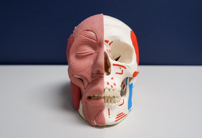skull model with bone and muscle
